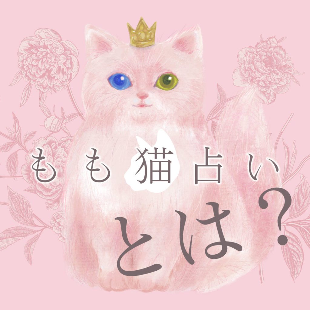 もも猫占いとは？